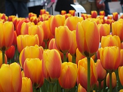 tulipsNL (151)